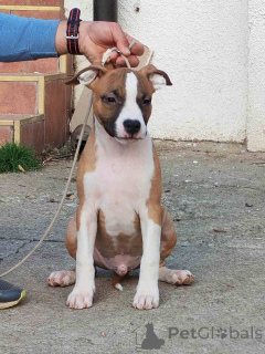 Photo №1. staffordshire bull terrier - for sale in the city of Požarevac | negotiated | Announcement № 156340