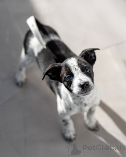 Photo №2 to announcement № 161492 for the sale of non-pedigree dogs - buy in Russian Federation private announcement