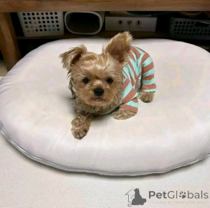 Photo №2 to announcement № 163067 for the sale of yorkshire terrier - buy in Finland private announcement, from the shelter