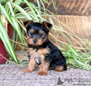 Photo №1. yorkshire terrier - for sale in the city of Essen | negotiated | Announcement № 44764