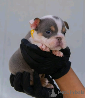 Photo №2 to announcement № 161172 for the sale of english bulldog - buy in Germany private announcement