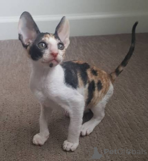 Photo №3. TICA registered Cornish Rex kittens seeking new homes. Estonia