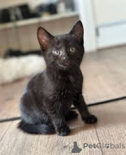 Photo №1. bombay cat - for sale in the city of Marseilles | 516$ | Announcement № 165931