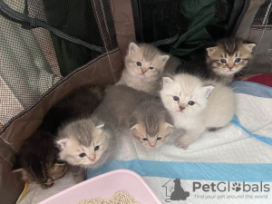 Additional photos: Kittens 