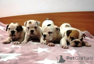 Photo №2 to announcement № 76625 for the sale of english bulldog - buy in Serbia 