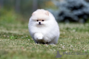 Photo №2 to announcement № 120558 for the sale of pomeranian - buy in Germany private announcement