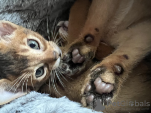 Photo №1. abyssinian cat - for sale in the city of Gomel | negotiated | Announcement № 24635