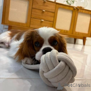 Photo №1. cavalier king charles spaniel - for sale in the city of Cassandreia | negotiated | Announcement № 155458