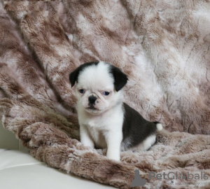 Photo №4. I will sell pug in the city of Sofia. breeder - price - negotiated