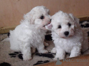 Photo №1. bichon frise - for sale in the city of Vorzova | negotiated | Announcement № 64987