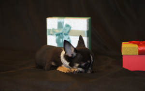 Photo №4. I will sell chihuahua in the city of St. Petersburg. breeder - price - 1000$