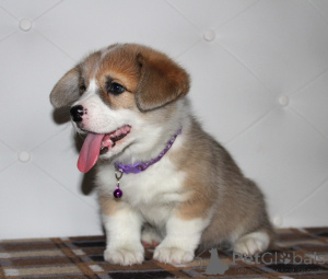 Photo №3. Royal Corgi puppies!. Russian Federation