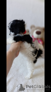 Additional photos: Harlequin poodle puppies