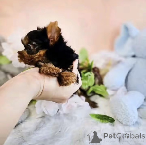 Photo №2 to announcement № 176122 for the sale of beaver yorkshire terrier - buy in United States breeder