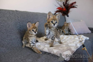 Photo №1. savannah cat - for sale in the city of Mainz | 898$ | Announcement № 83582