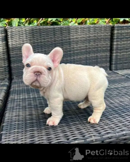 Photo №2 to announcement № 167025 for the sale of  - buy in Belgium 