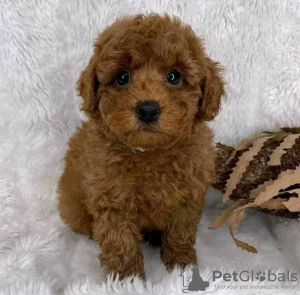 Photo №1. poodle (royal) - for sale in the city of Ängelholm | 420$ | Announcement № 13389