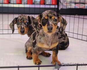 Photo №3. KC registered Long Haired Miniature Dachshund puppies. United States