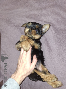 Photo №4. I will sell beaver yorkshire terrier, yorkshire terrier in the city of Tartu. private announcement, from nursery, breeder - price - 619$