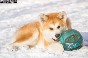 Photo №3. Akita Inu puppy. Russian Federation