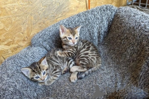 Photo №3. TICA Registered Bengal Kittens Available. Puerto Rico