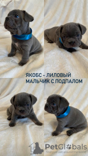 Photo №2 to announcement № 75368 for the sale of french bulldog - buy in Russian Federation private announcement