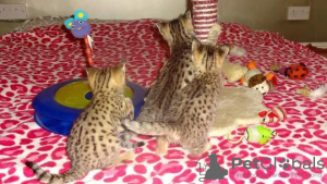 Photo №3. Newborn savannah f1 cat for sale and serval cat for adoption. United States