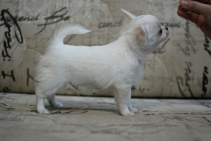 Photo №4. I will sell chihuahua in the city of Москва. private announcement - price - 335$