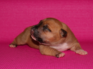 Photo №2 to announcement № 2950 for the sale of american staffordshire terrier - buy in Russian Federation from nursery