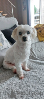Photo №1. bichon frise - for sale in the city of Esh-Sur-Tales | Is free | Announcement № 165402