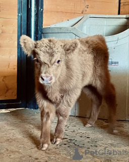 Photo №2 to announcement № 132675 for the sale of  - buy in Australia private announcement