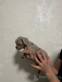 Photo №2 to announcement № 132735 for the sale of american bully - buy in Russian Federation breeder