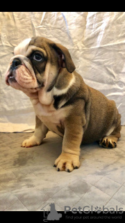 Photo №3. Vaccinated English Bulldog puppies available for loving homes with all documents. United States