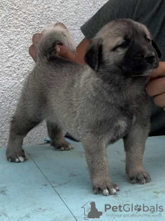 Additional photos: Turkish Kangal puppies