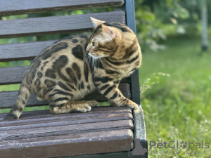 Additional photos: Gorgeous Bengal cat - GrandInterChampion of the breed