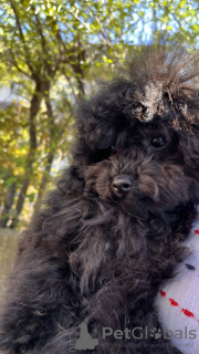 Photo №2 to announcement № 43372 for the sale of poodle (toy) - buy in Italy private announcement