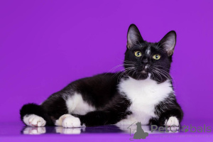 Photo №4. I will sell  in the city of Moscow river. from nursery - price - Is free