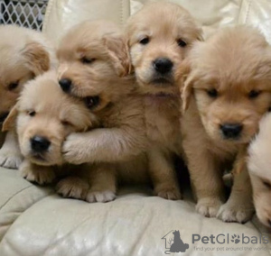 Photo №1. golden retriever - for sale in the city of Bucharest | negotiated | Announcement № 117573