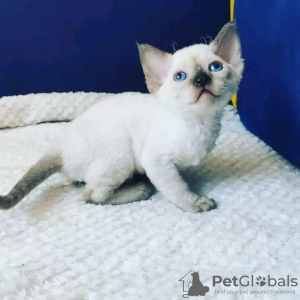 Photo №2 to announcement № 114214 for the sale of devon rex - buy in Finland 