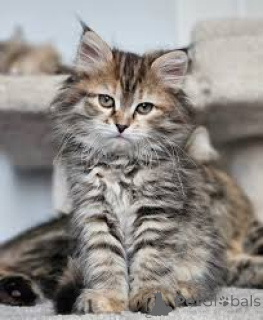 Photo №1. siberian cat - for sale in the city of Paris | 516$ | Announcement № 166781