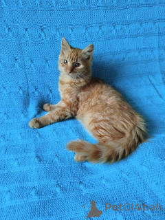Photo №2 to announcement № 176540 for the sale of  - buy in Belarus 