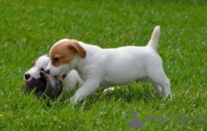 Photo №1. jack russell terrier - for sale in the city of Denver | Is free | Announcement № 93306