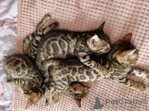 Photo №4. I will sell bengal cat in the city of Гамбург. private announcement - price - negotiated