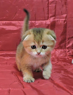 Photo №2 to announcement № 3506 for the sale of scottish fold - buy in Ukraine breeder