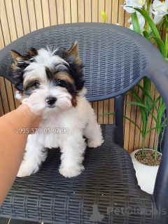 Photo №1. beaver yorkshire terrier - for sale in the city of Tbilisi | negotiated | Announcement № 174825