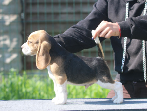 Photo №4. I will sell beagle in the city of Minsk. from nursery - price - 665$