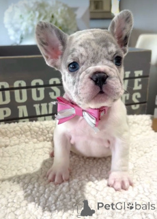 Photo №3. Beautiful French Bulldog puppies. United States