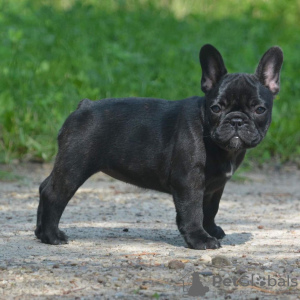 Photo №1. french bulldog - for sale in the city of Berlin | 350$ | Announcement № 117648