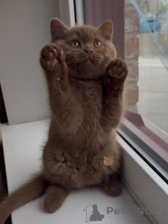 Photo №2 to announcement № 171101 for the sale of british shorthair - buy in Germany breeder