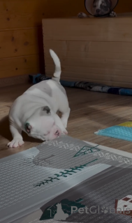 Photo №3. Family-Friendly Pocket American Bully Puppies for Sale!. United States